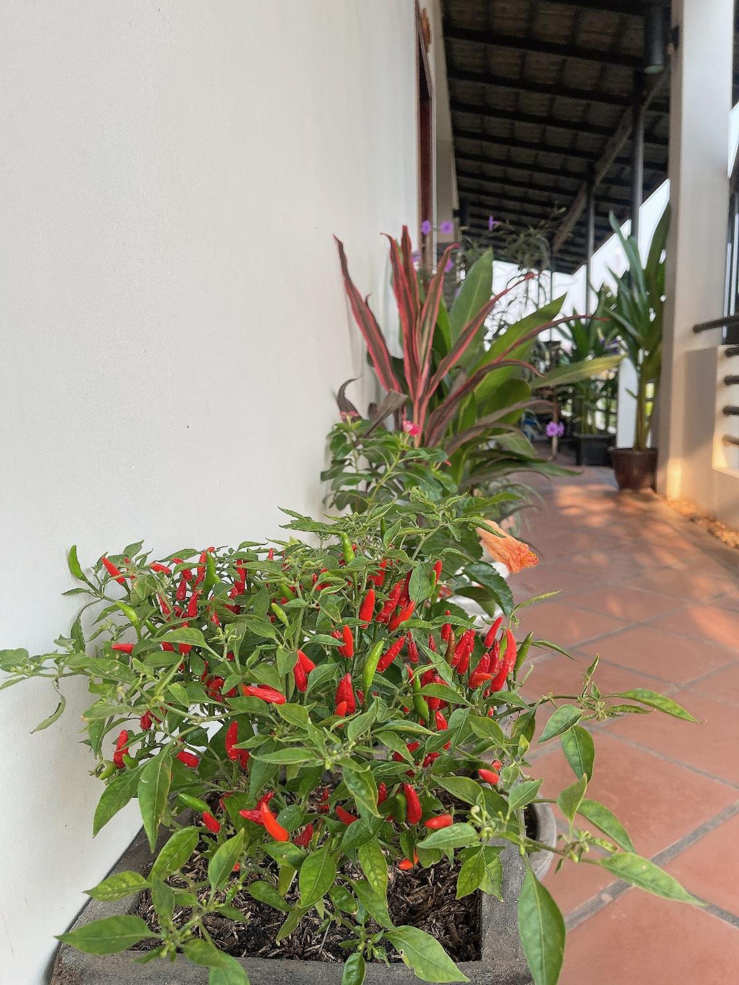 סיאם ריפ Sunset View Guest House מראה חיצוני תמונה
