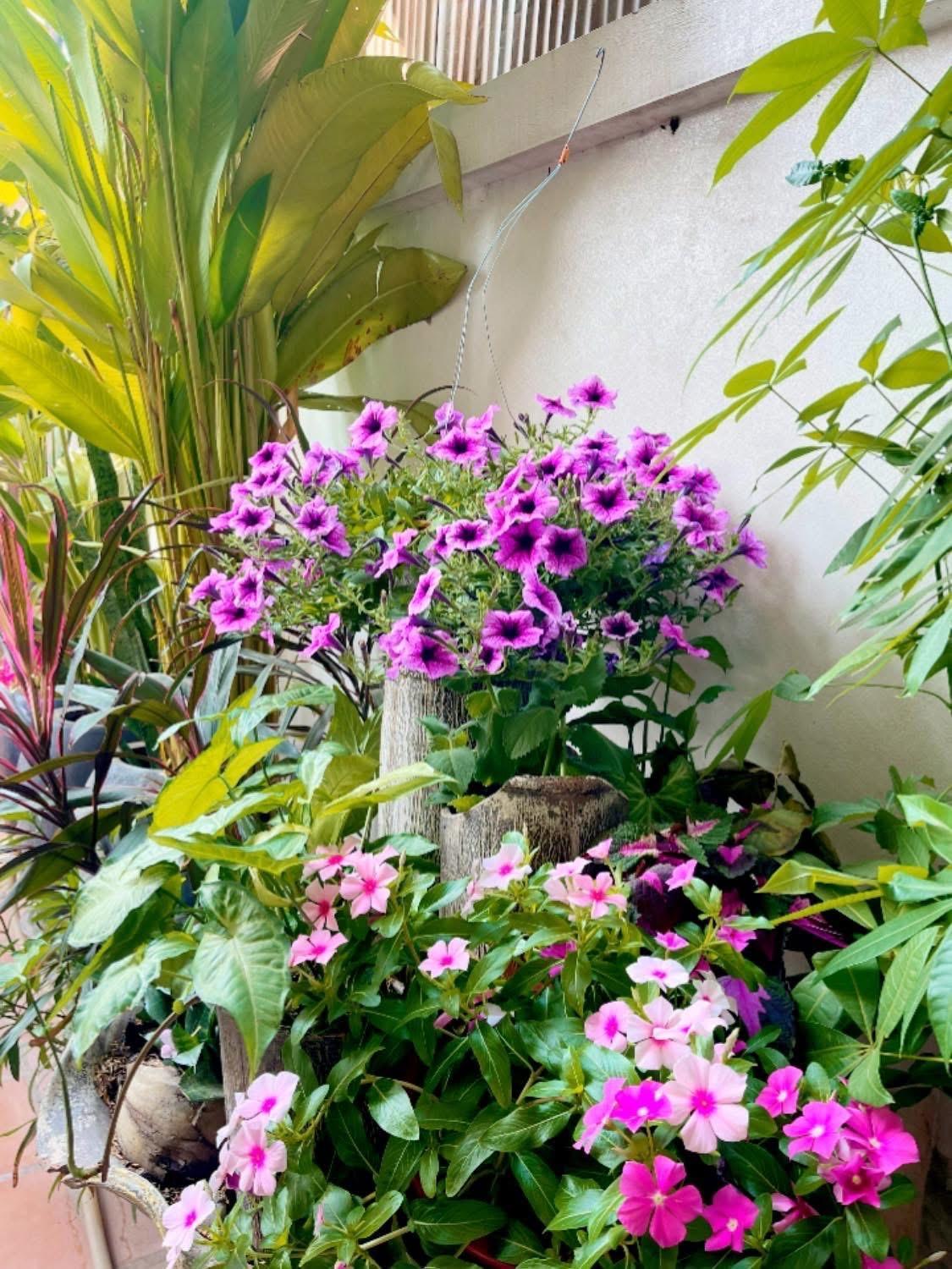 סיאם ריפ Sunset View Guest House מראה חיצוני תמונה